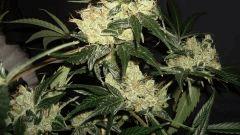 AGENT ORANGE 2 X MULANJE GOLD 3 K