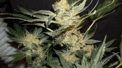 BLUE OG C