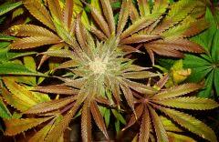 Nightmare Cookies 5g Sin City Seeds Rinçage