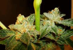 Scott's Og 3d Rare Dankness Seeds Rinçage