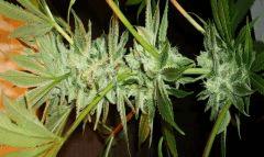 Nightmare Cookies 5 Sin City Seeds C