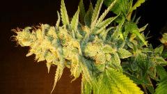 Strawberry Banana 2c Reserva Privada Rinçage