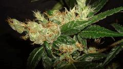 AGENT ORANGE 2 X MULANJE GOLD 3 S