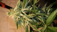 AGENT ORANGE 2 X OG KUSH 2 A