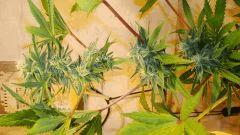Nightmare Cookies 4 Sin City Seeds