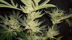 STARBUD G
