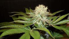 Nightmare Cookies 1 Sin City Seeds A