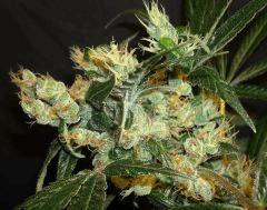 AGENT ORANGE 2 X MULANJE GOLD 3 V