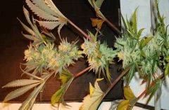 Nightmare Cookies 4c Sin City Seeds Rinçage