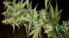 Agent Orange 2 Mulanje Gold 3 D