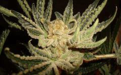 STARBUD L