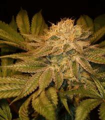 Nightmare Cookies 3 Sin City Seeds B