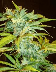 Agent Orange 1 X Mulanje Gold 3 Rinçage