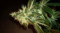 Agent Orange 2 X OG Kush A