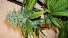BLUE LIME PIE 3 A