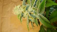 Blue Lime Pie 1 Sin City Seeds
