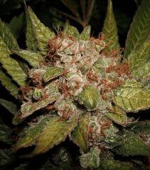 Grape Og