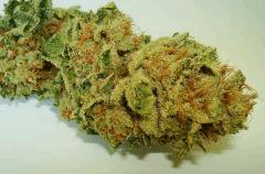 BLUE LIME PIE 5 SIN CITY SEEDS