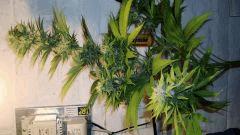 AGENT ORANGE 2 X MULANJE GOLD 3 B