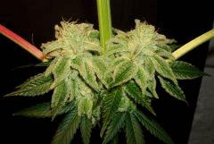 Blue Lime Pie Sin City Seeds 4 F