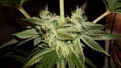 Agent Orange 2 X OG Kush D