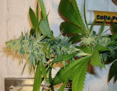 STRAWBERRY BANANA 2 B