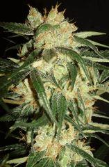 AGENT ORANGE 1 X MULANJE GOLD 2