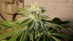 BLUE LIME PIE 5 A