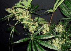 AGENT ORANGE 2 X MULANJE GOLD 3 R