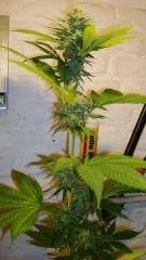 Strawberry Banana 2 c Reserva Privada