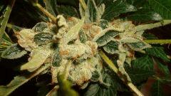AGENT ORANGE 2 X OG KUSH 1