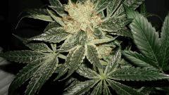 AGENT ORANGE 2 X OG KUSH 2 F