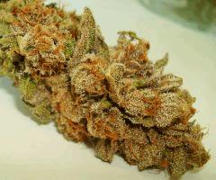BLUE LIME PIE 2c SIN CITY SEEDS