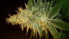 Strawberry Banana 2 Reserva Privada D