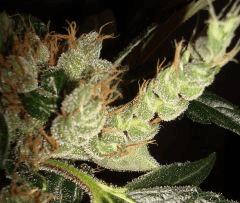 AGENT ORANGE 2 X MULANJE GOLD 3 I