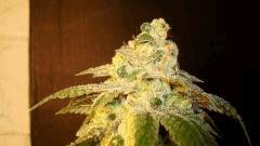 Scott's Og 1b Rare Dankness Seeds Rinçage