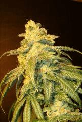 Scott's Og 1d Rare Dankness Seeds Rinçage
