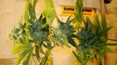Blue Lime Pie 4 Sin City Seeds