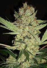 GPK 5
