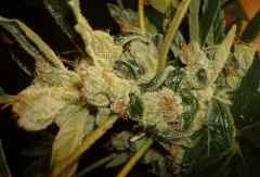 AGENT ORANGE 2 X OG KUSH 1 D