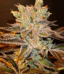 Nightmare Cookies 1g Sin City Seeds Rinçage.JPG