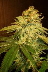 Agent Orange X Og Kush 2b Rinçage