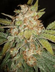Grape Og 6