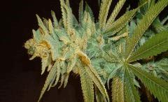Blue Lime Pie Sin City Seeds 3 B