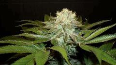 Nightmare Cookies 1 Sin City Seeds D