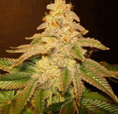 Blue Lime Pie 4g Sin City Seeds Rinçage