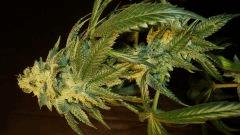 Scott's Og 1 Rare Dankness Seeds A