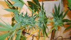 Nightmare Cookies 5 b Sin City Seeds