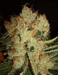 GPK 8