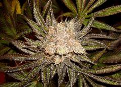 Nightmare Cookies 1h Sin City Seeds Rinçage.JPG